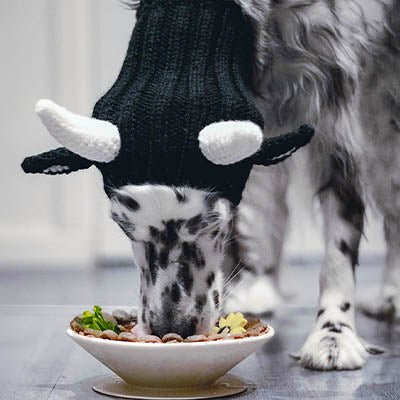 Dog eating from a bowl with its ears tucked in a snood
