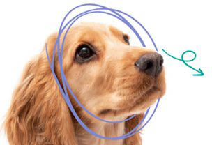 How to measure a dog's head for a snood