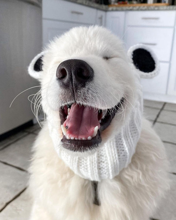 Dog wearing a Zoo Snood, size Large