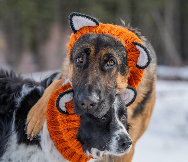Dog wearing a Zoo Snood, size Large