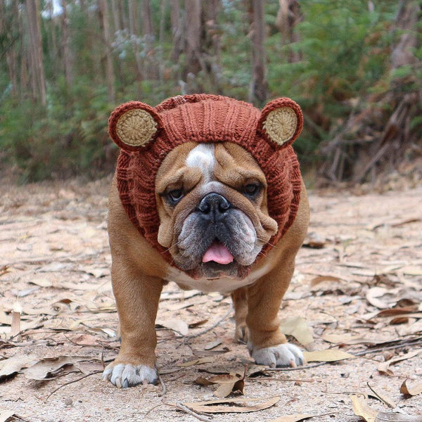 Dog wearing a Zoo Snood, size Large