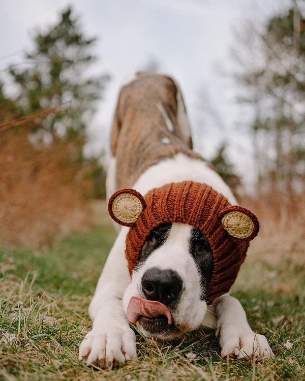 Dog wearing a Zoo Snood, size Large