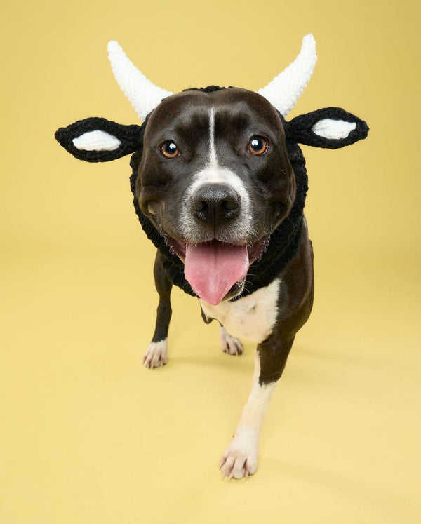 Dog wearing a Zoo Snood, size Large
