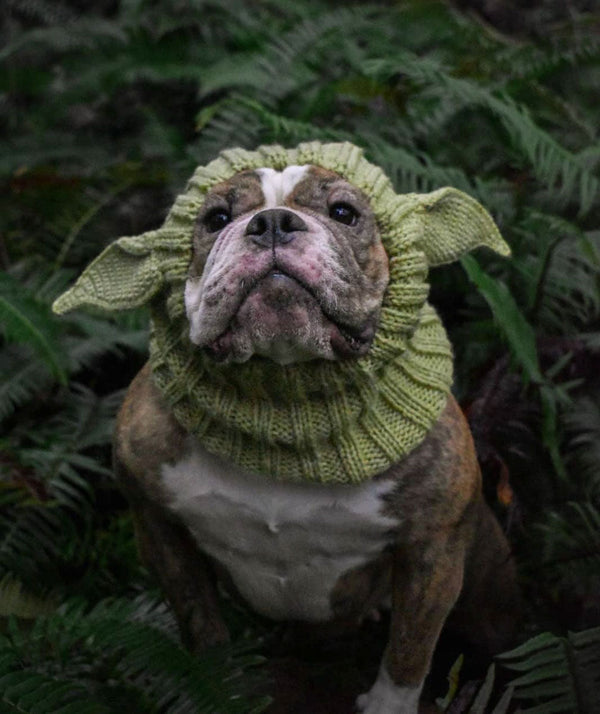 Dog wearing a Zoo Snood, size Large