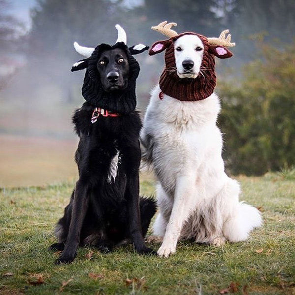 Dog wearing a Zoo Snood, size Large