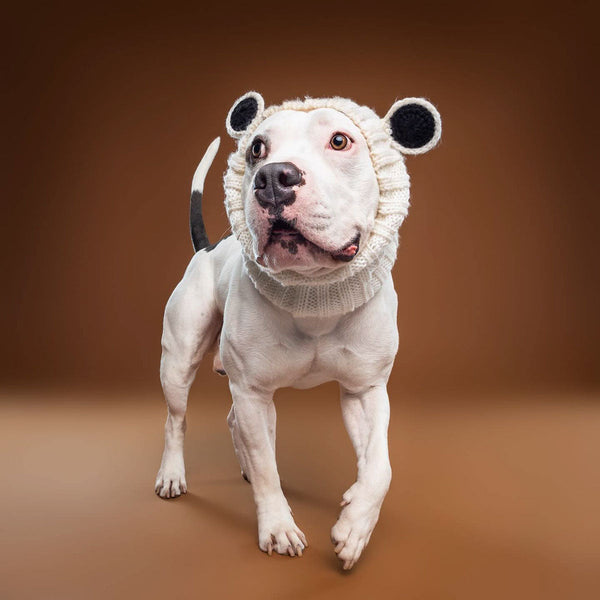 Dog wearing a Zoo Snood, size Large