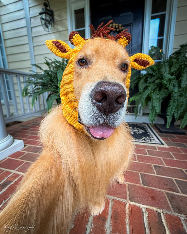 Dog wearing a Zoo Snood, size Large