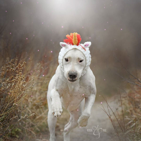 Dog wearing a Zoo Snood, size Large