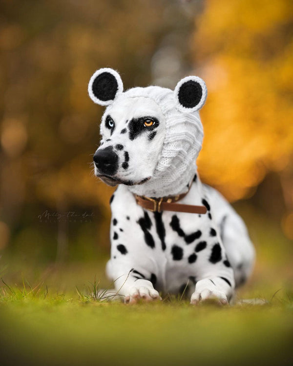 Dog wearing a Zoo Snood, size Large