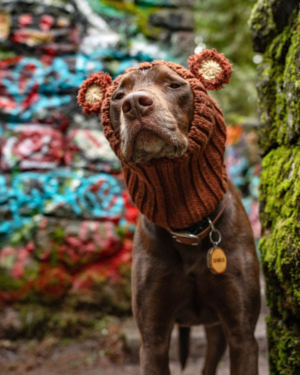 Dog wearing a Zoo Snood, size Large