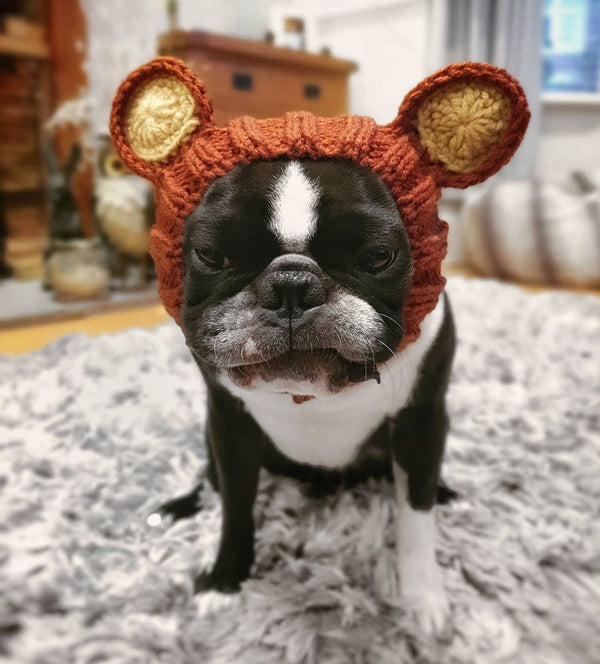Dog wearing a Zoo Snood, size Medium