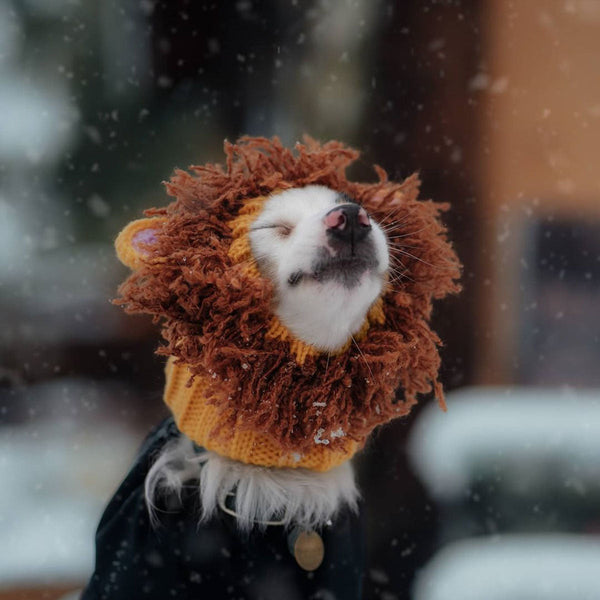 Dog wearing a Zoo Snood, size Medium