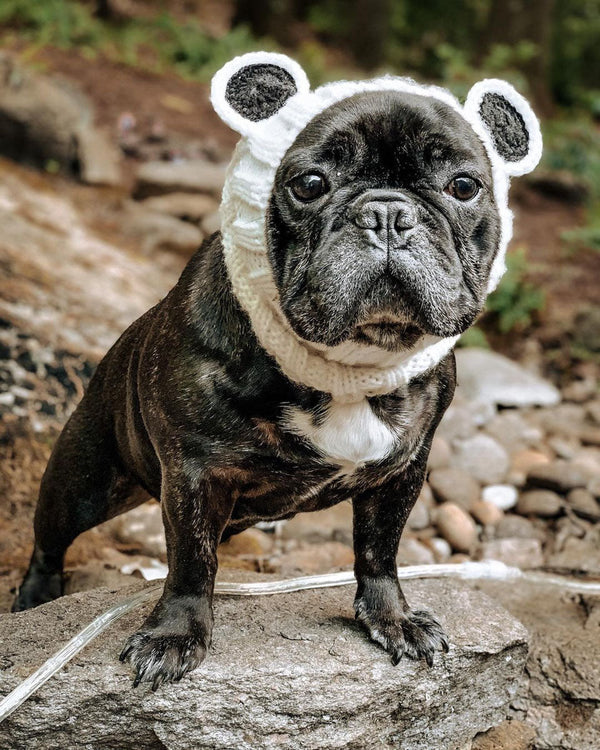 Dog wearing a Zoo Snood, size Medium
