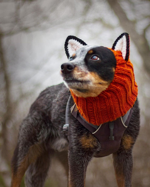 Dog wearing a Zoo Snood, size Medium