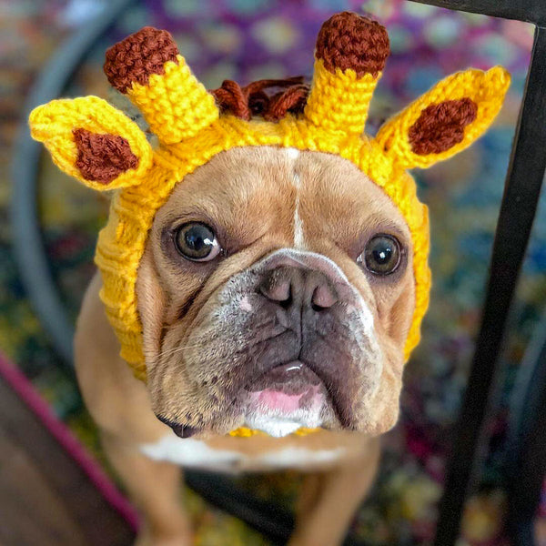 Dog wearing a Zoo Snood, size Medium
