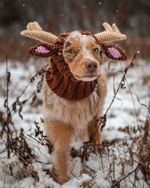 Dog wearing a Zoo Snood, size Medium