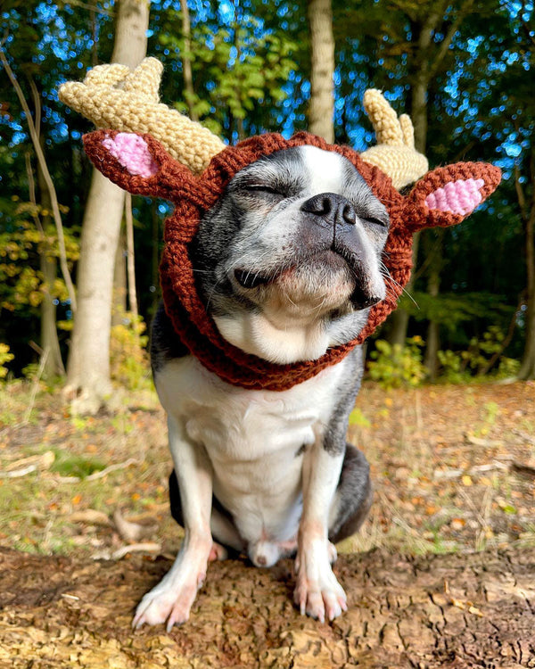 Dog wearing a Zoo Snood, size Medium