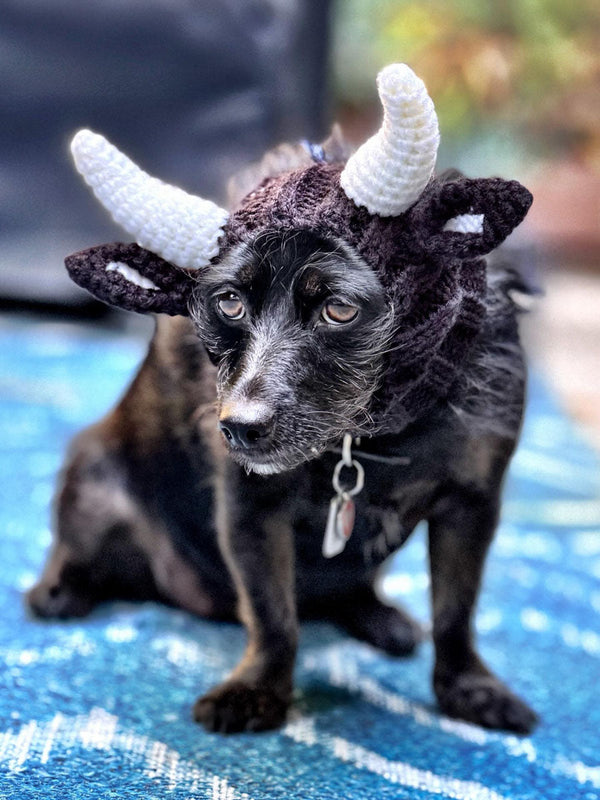 Dog wearing a Zoo Snood, size Medium
