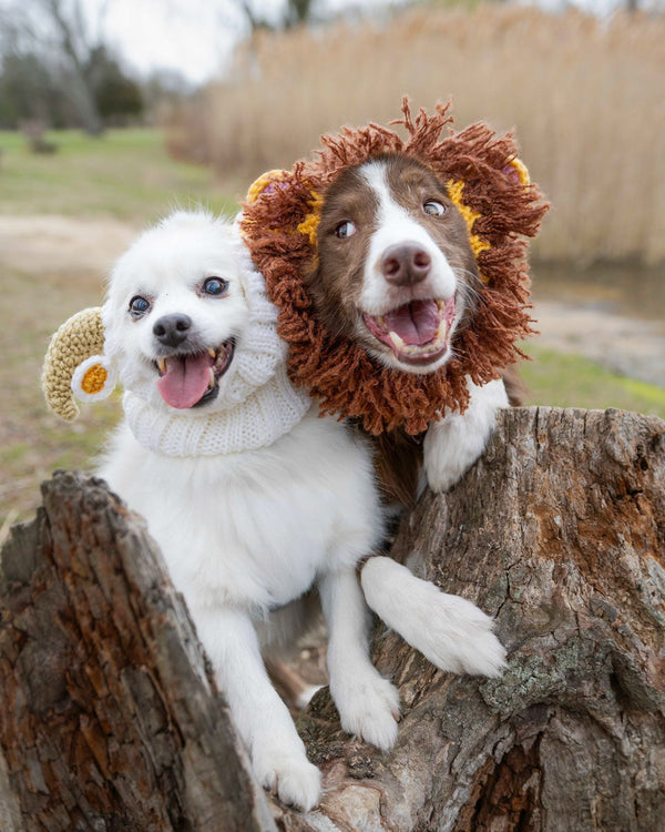 Dog wearing a Zoo Snood, size Medium