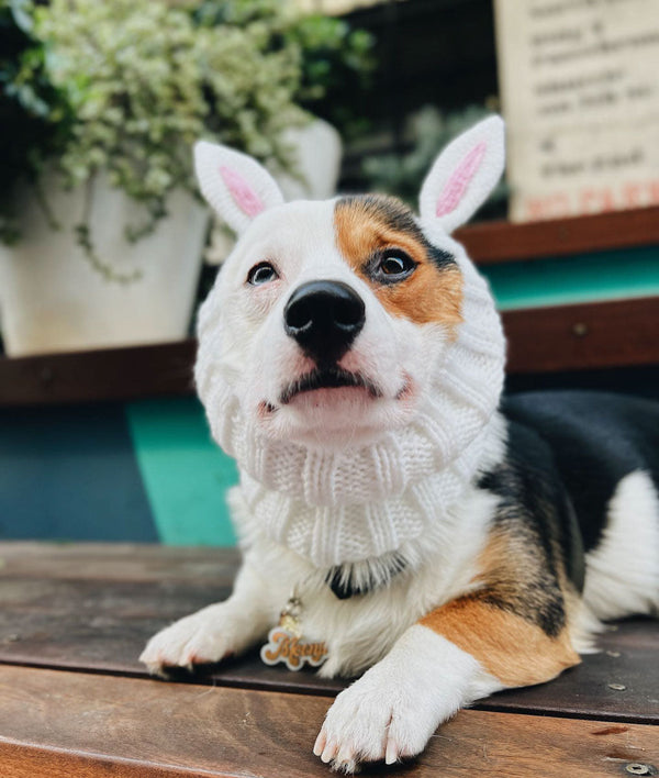 Dog wearing a Zoo Snood, size Medium