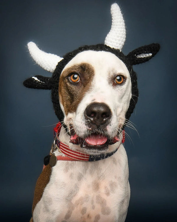 Dog wearing a Zoo Snood, size Medium
