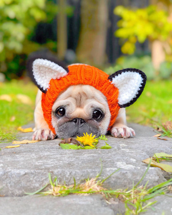 Dog wearing a Zoo Snood, size Small