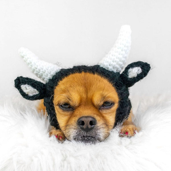 Dog wearing a Zoo Snood, size Small