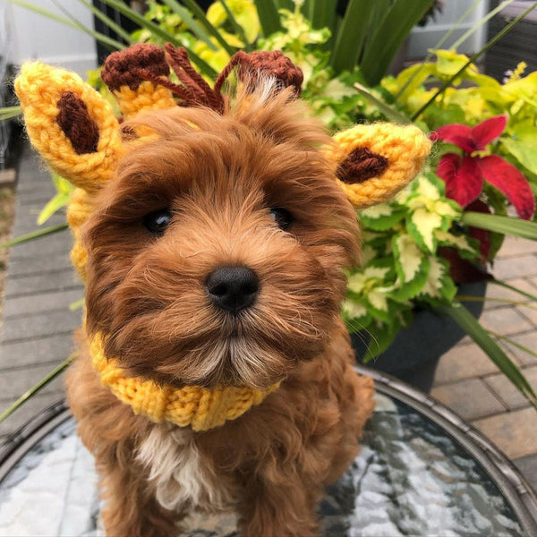 Dog wearing a Zoo Snood, size Small