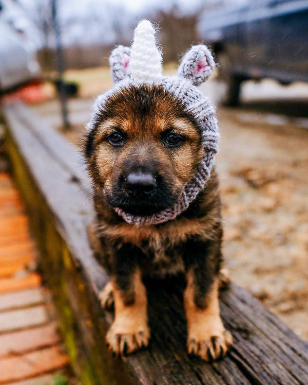 Dog wearing a Zoo Snood, size Small