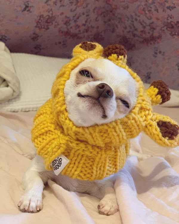 Dog wearing a Zoo Snood, size Small
