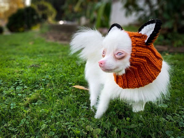 Dog wearing a Zoo Snood, size Small