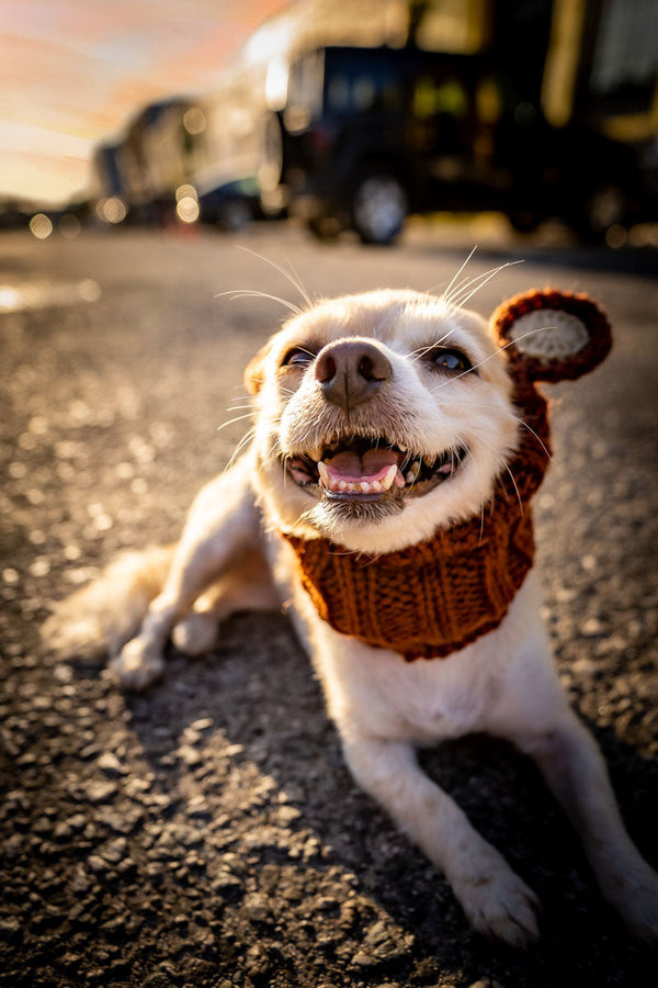 Dog wearing a Zoo Snood, size Small