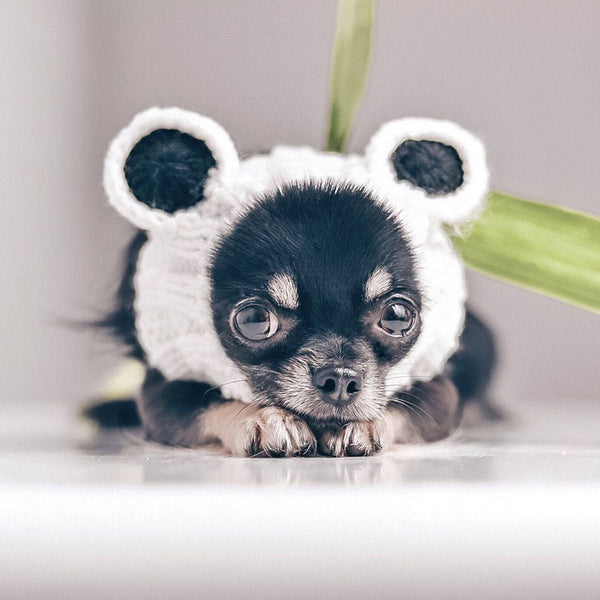Dog wearing a Zoo Snood, size Small