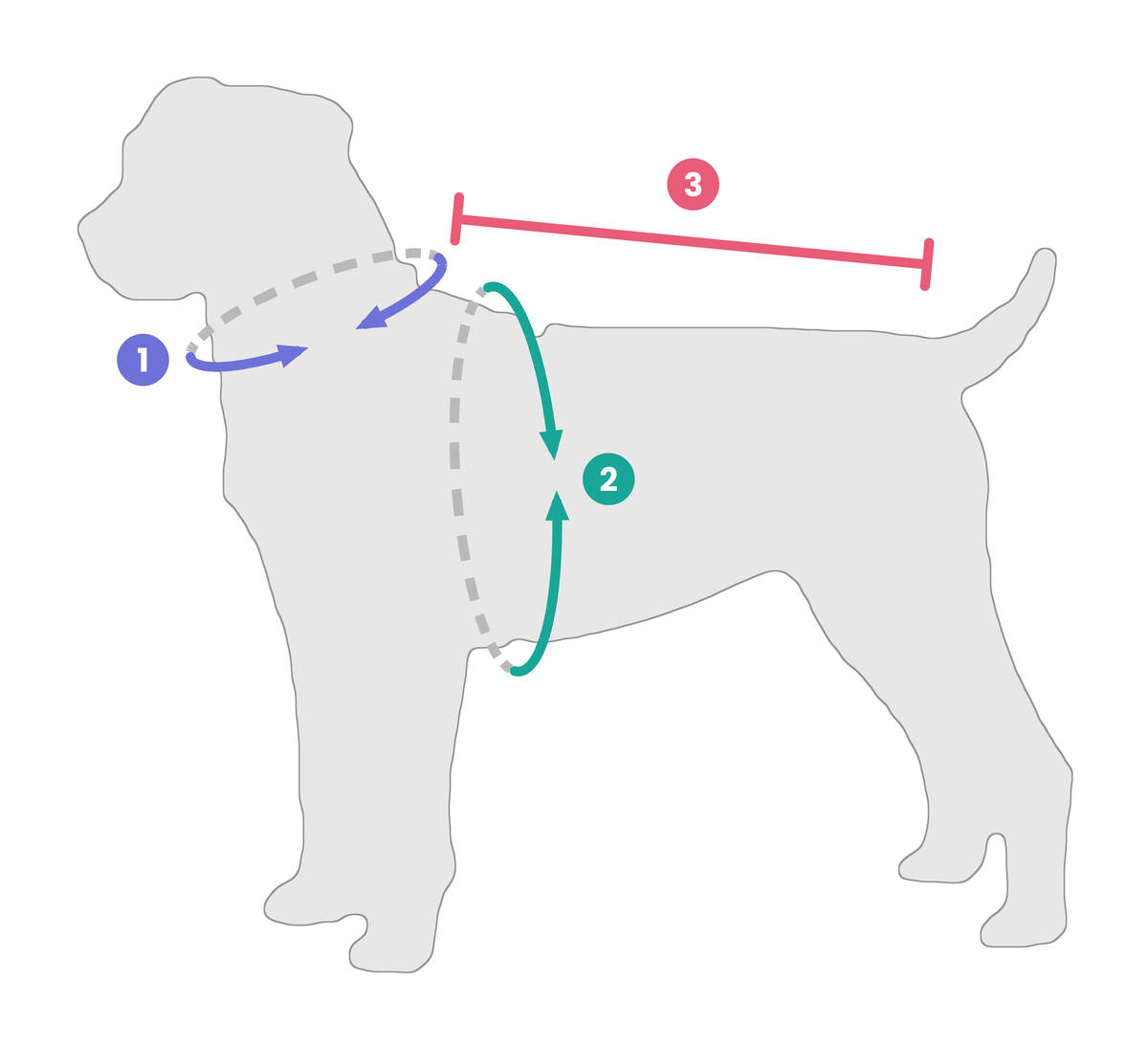 Diagram of a dog showing where to measure the neck, chest and body length