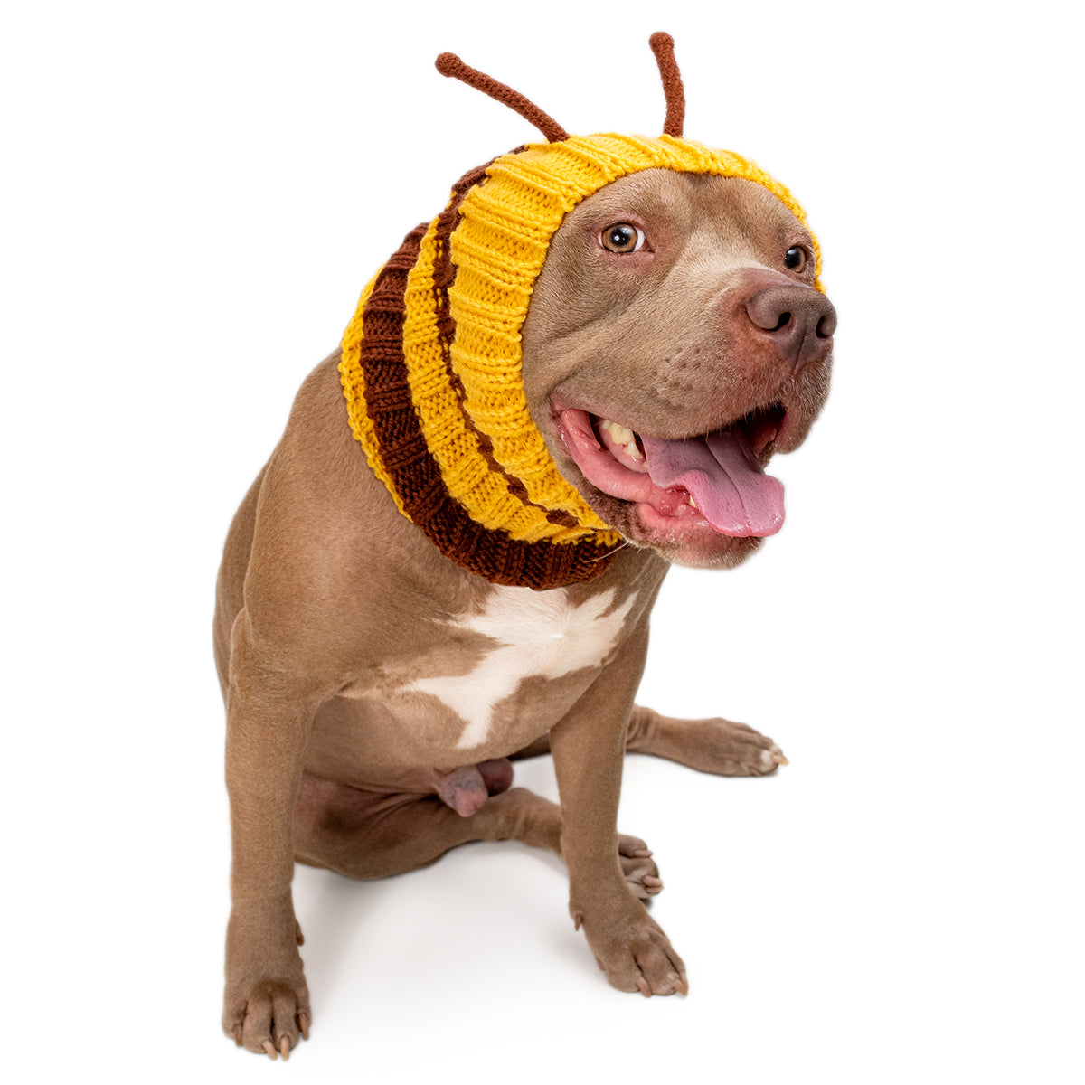 Pitbull with Bumble Bee Zoo Snood 
