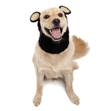 golden retriever in Snood