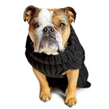 Bull dog with Black Zoo Sweater Costume