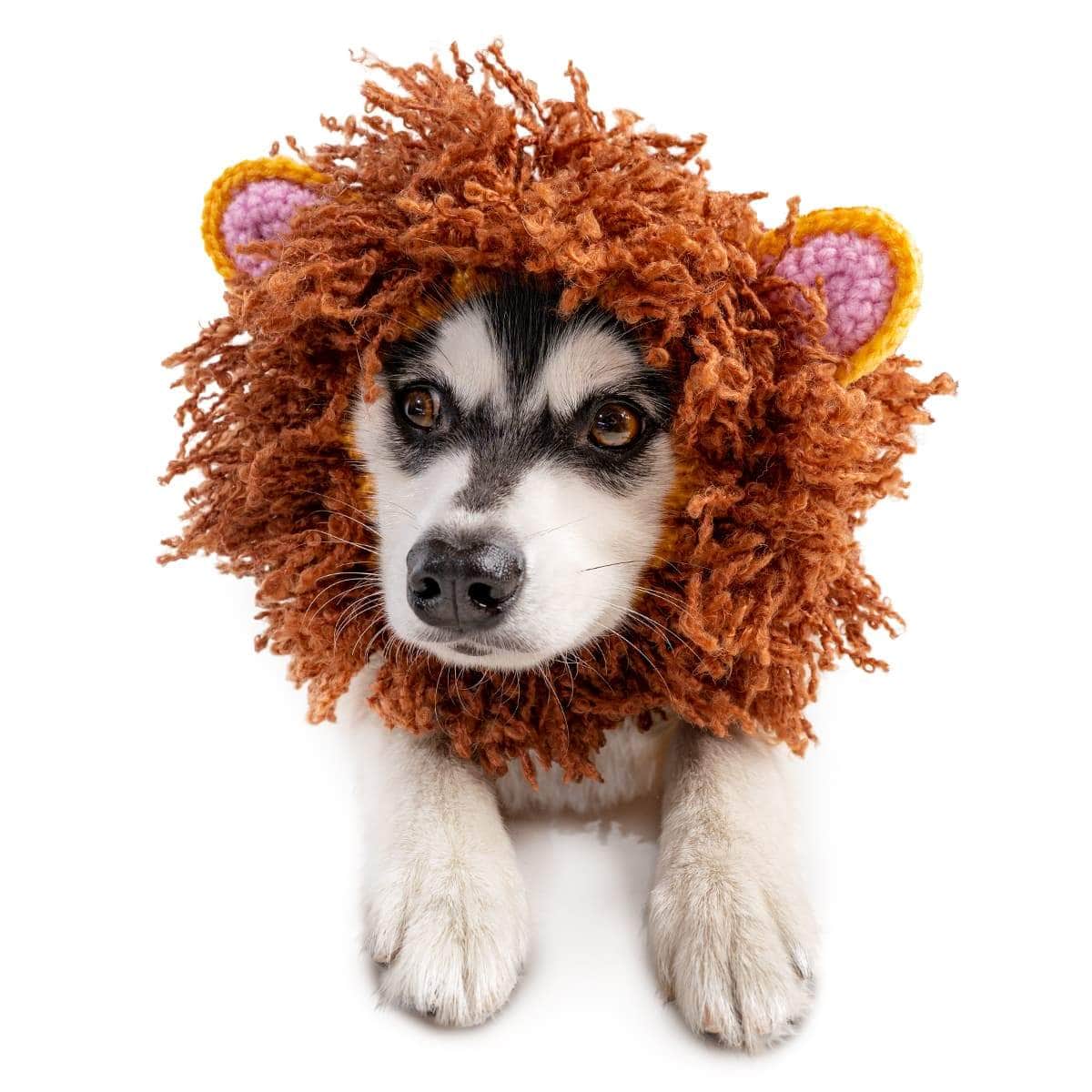 Dog Costume Lion Zoo Snood hushy