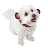 Dog Costume Monkey Zoo Snood