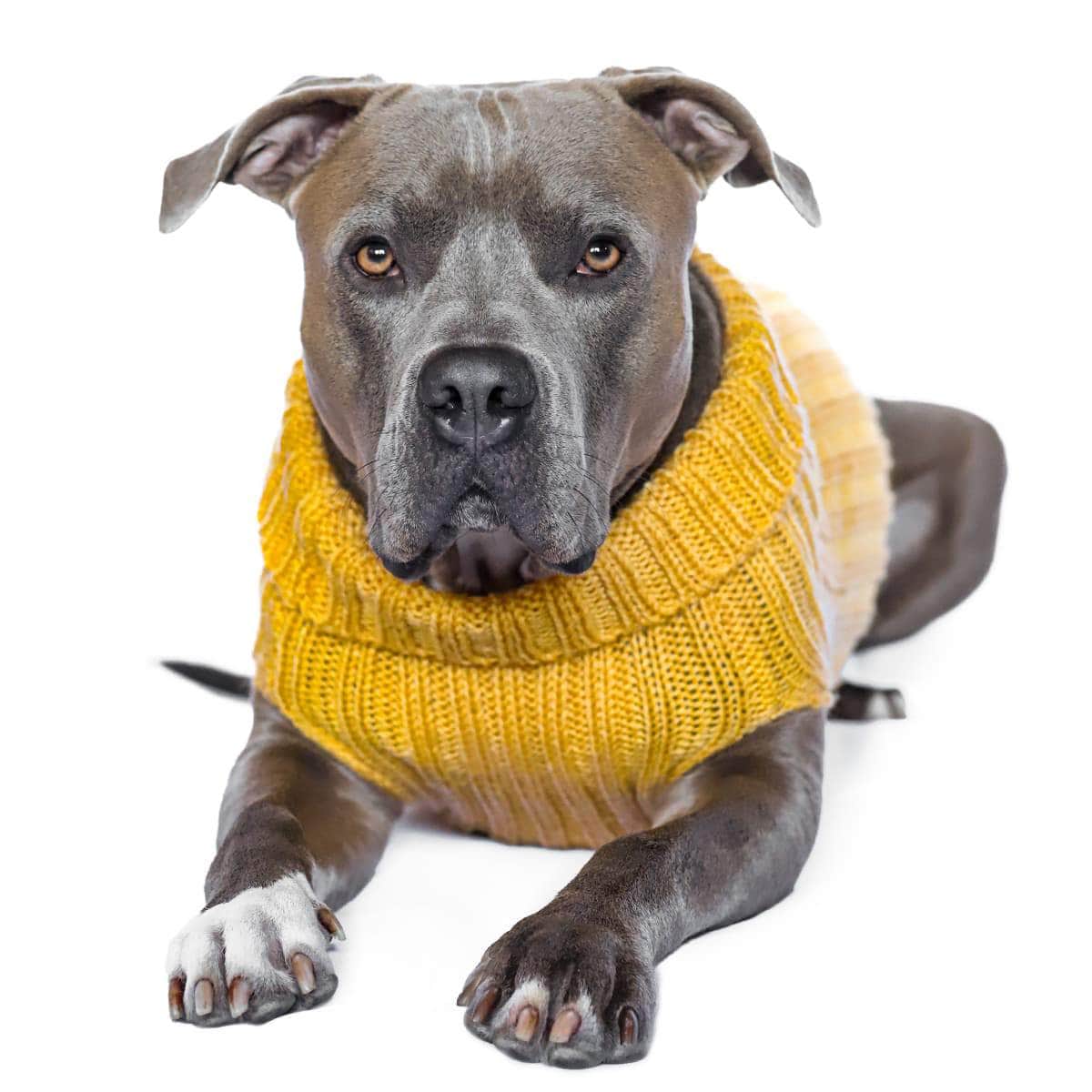 Dog Costume Yellow Zoo Sweater small