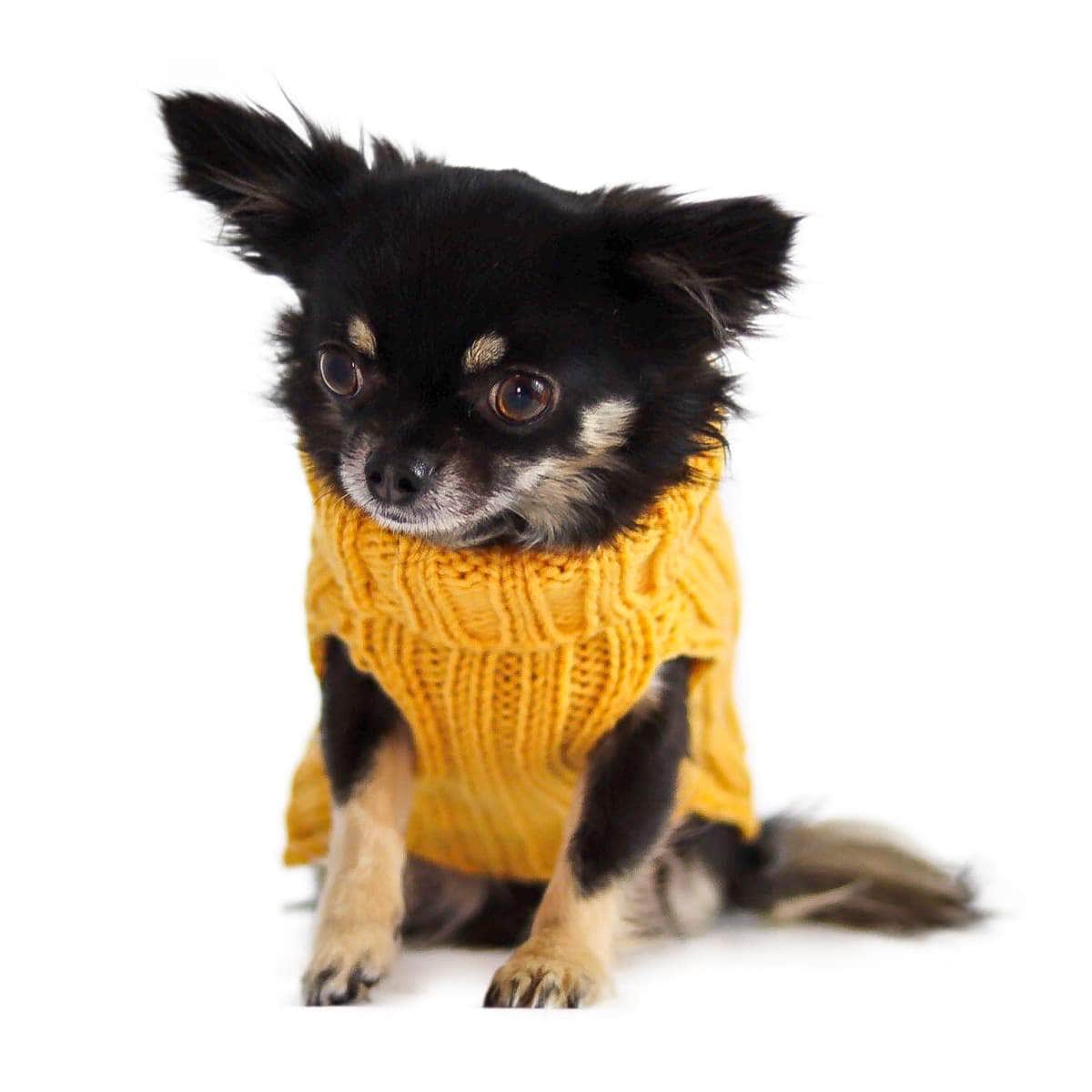 Dog Costume Yellow Zoo Sweater